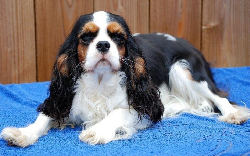 Publication : Du Domaine De Virginyamael