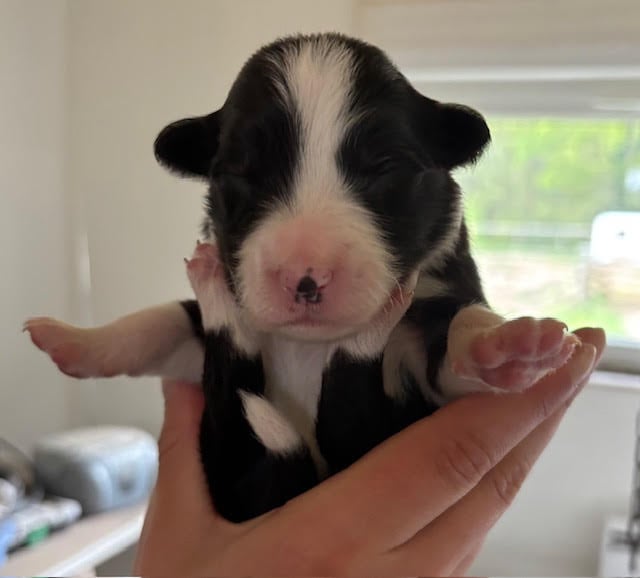 FEMELLE NOIR - Border Collie