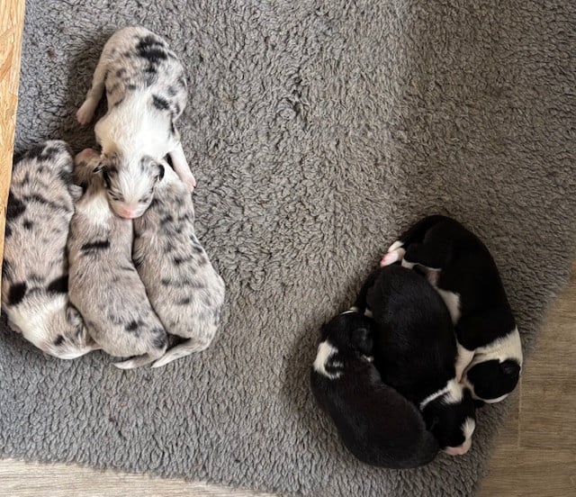 MÂLE BLEU - Border Collie