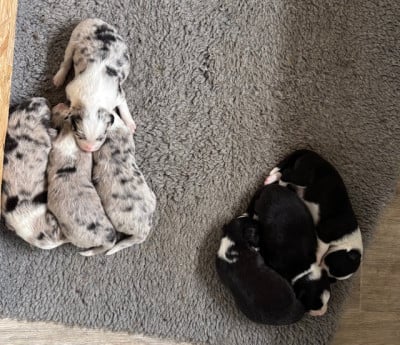 Les chiots de Border Collie