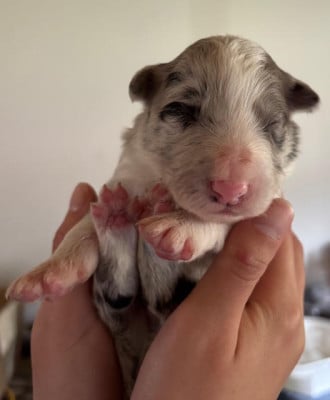 Les chiots de Border Collie