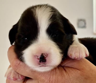 Les chiots de Border Collie