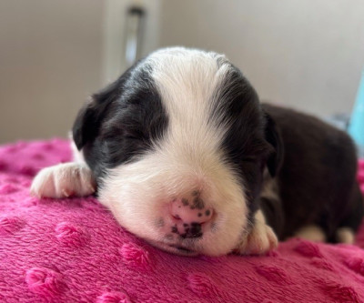 Les chiots de Border Collie