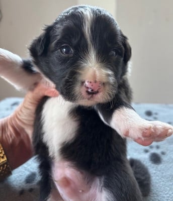 Les chiots de Border Collie