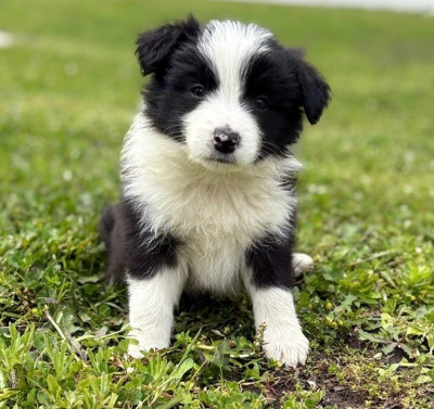 Les chiots de Border Collie