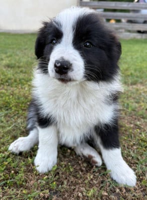 Les chiots de Border Collie