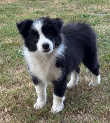 Les chiots de Border Collie