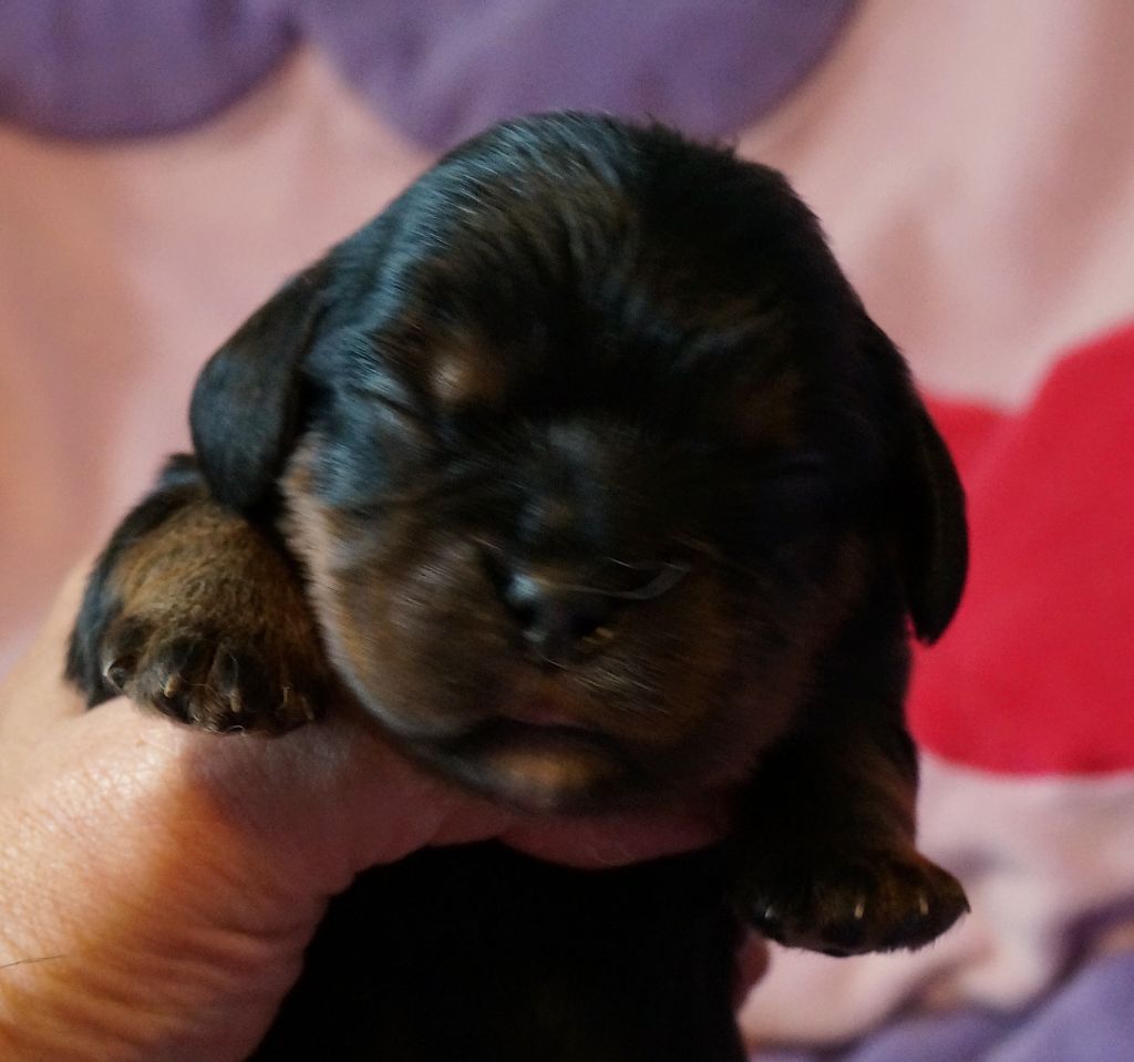CHIOT - Cavalier King Charles Spaniel