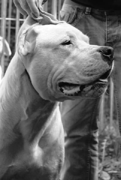 Publication : De La Casa Vanelle Auteur : Vanelle Florent