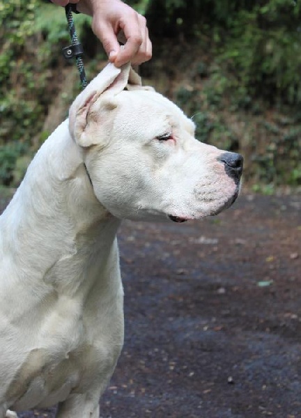 Publication : De La Casa Vanelle Auteur : Vanelle Florent