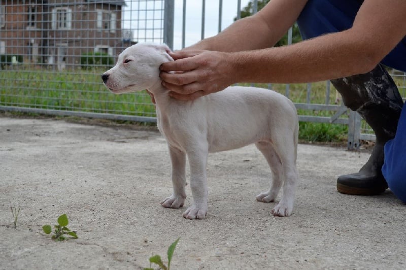 Publication : De La Casa Vanelle Auteur : VANELLE FLORENT