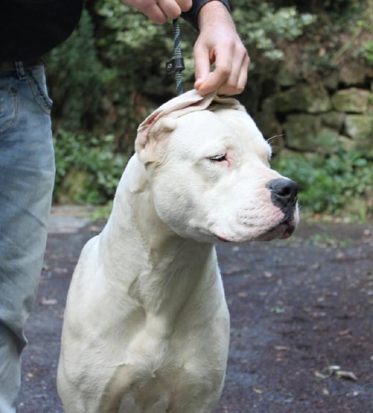 Publication : De La Casa Vanelle Auteur : Vanelle Florent