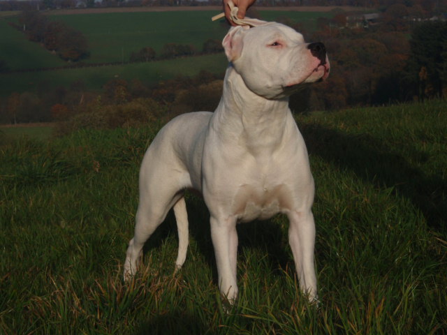 Publication : De La Casa Vanelle Auteur : Vanelle Florent