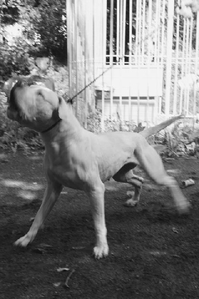 Publication : De La Casa Vanelle Auteur : Vanelle Florent