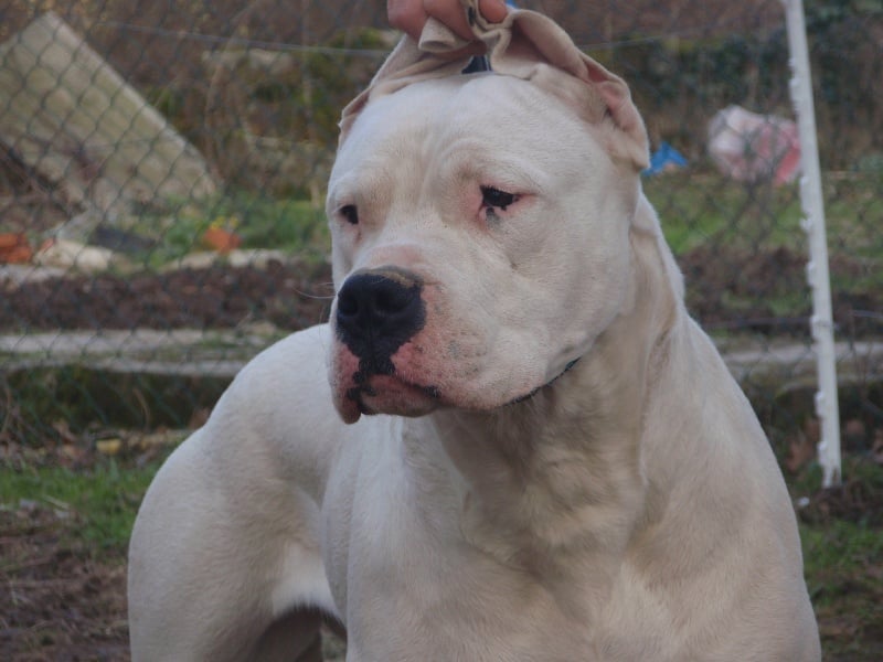 Publication : De La Casa Vanelle Auteur : Vanelle Florent