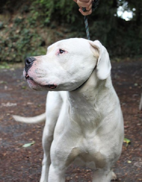 Publication : De La Casa Vanelle Auteur : Vanelle Florent