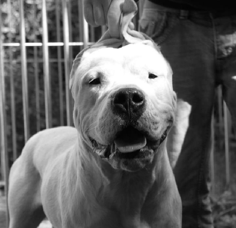 Publication : De La Casa Vanelle Auteur : Vanelle Florent