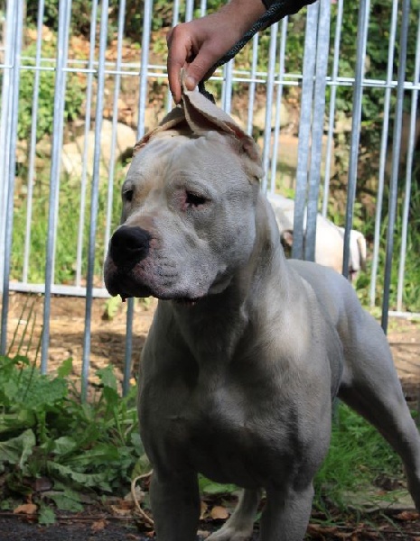 Publication : De La Casa Vanelle Auteur : Vanelle Florent