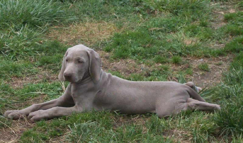 Gimme a bird D' Ombrelune