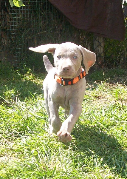 Gimme a bird D' Ombrelune