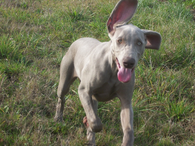 Gimme a bird D' Ombrelune