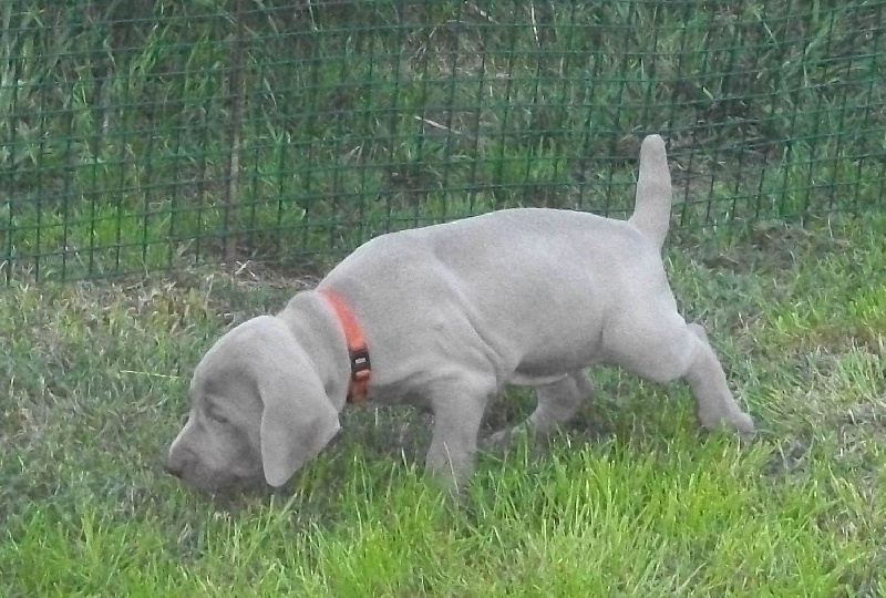 Gimme a bird D' Ombrelune