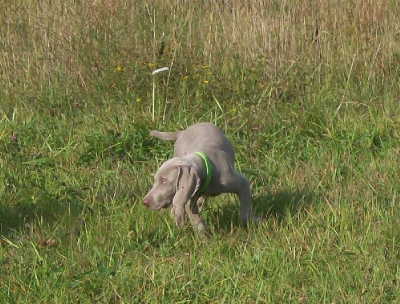 Gimme a bird D' Ombrelune