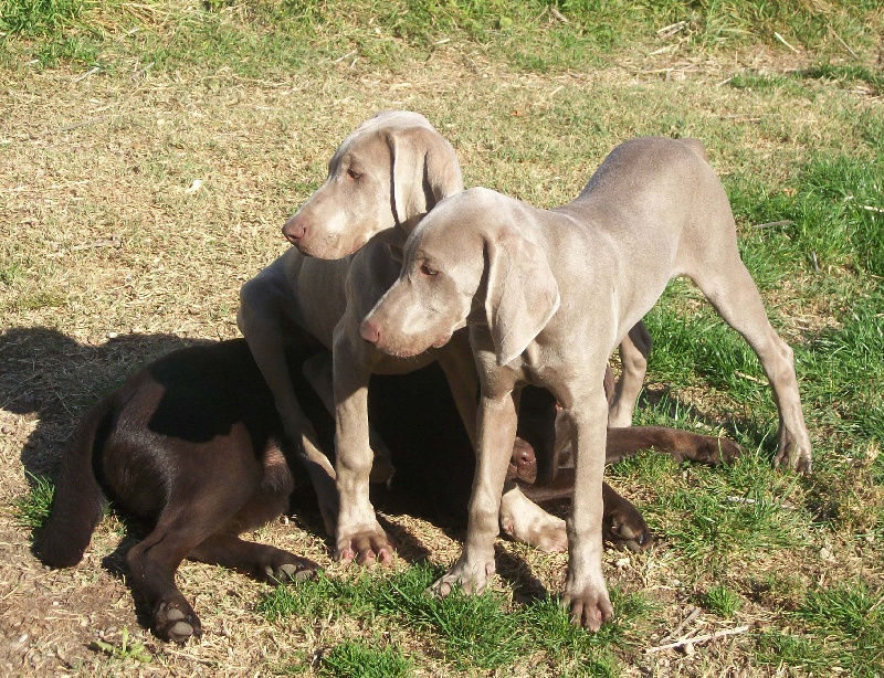 Gimme a bird D' Ombrelune