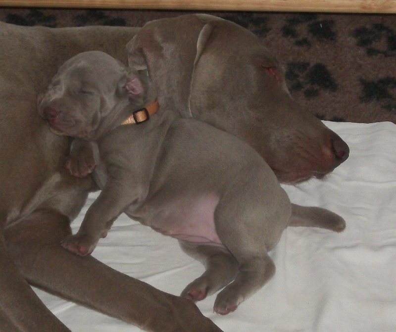 Gimme a bird D' Ombrelune