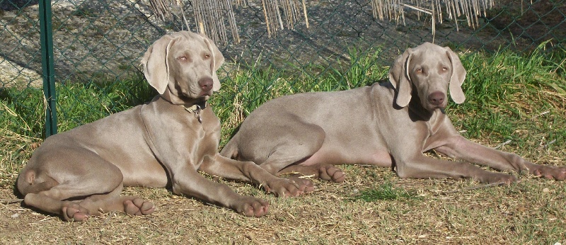 Gimme a bird D' Ombrelune