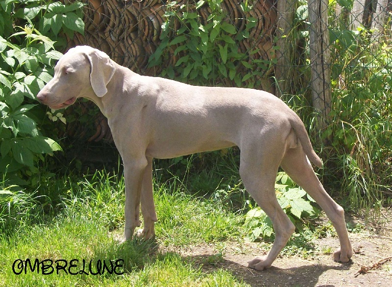 Gimme a bird D' Ombrelune