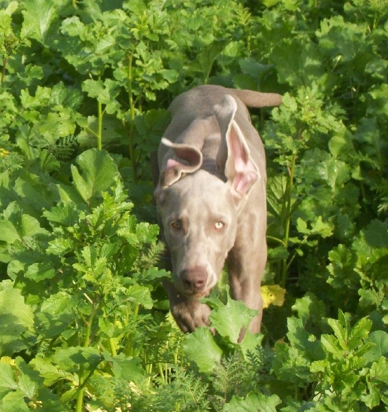 Gimme a bird D' Ombrelune