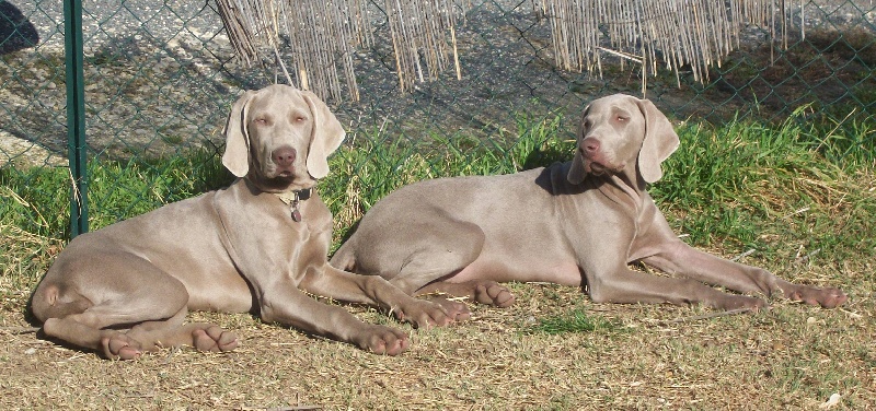 Gimme a bird D' Ombrelune