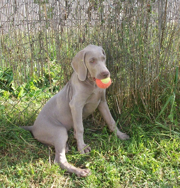 Gimme a bird D' Ombrelune