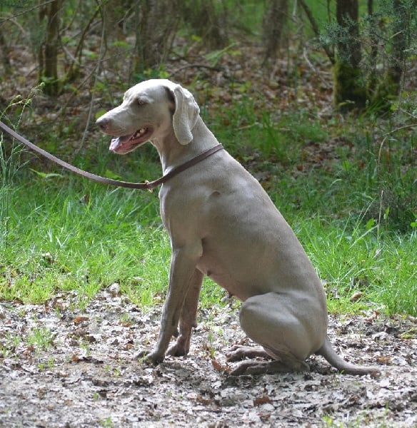 Gimme a bird D' Ombrelune