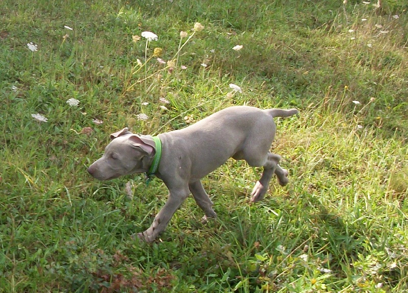 Gimme a bird D' Ombrelune