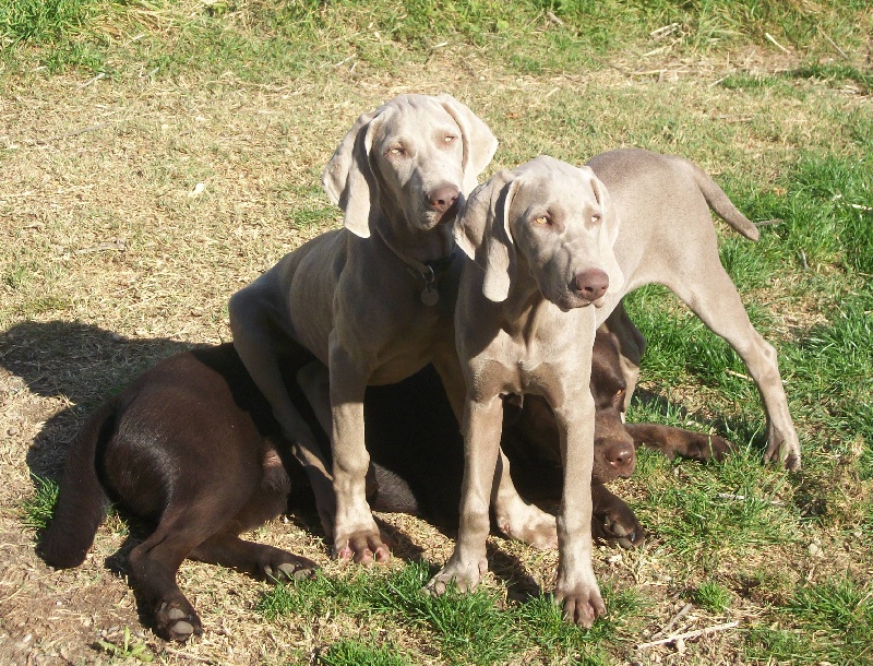 Gimme a bird D' Ombrelune