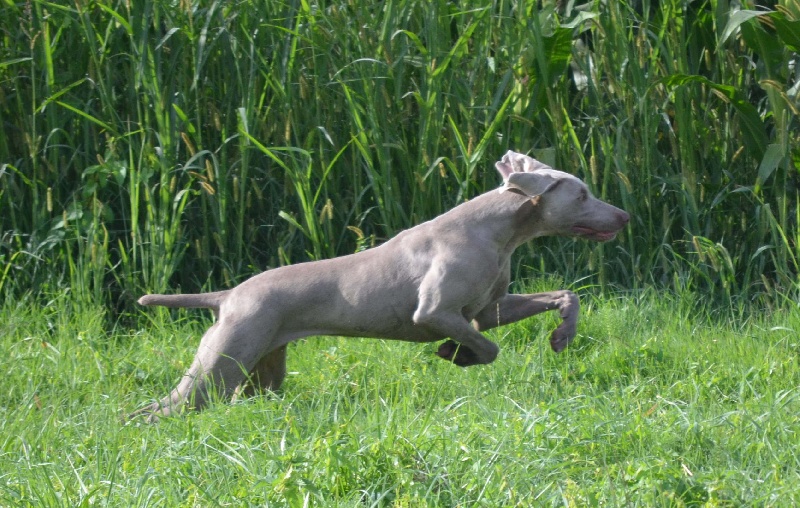 Gimme a bird D' Ombrelune