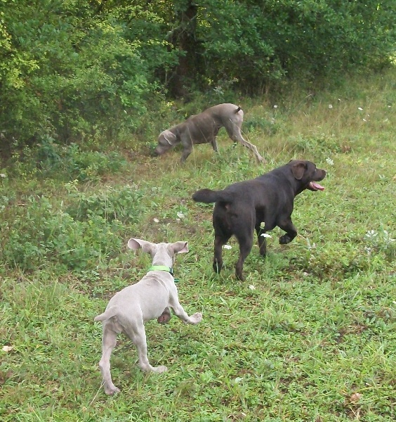 Gimme a bird D' Ombrelune