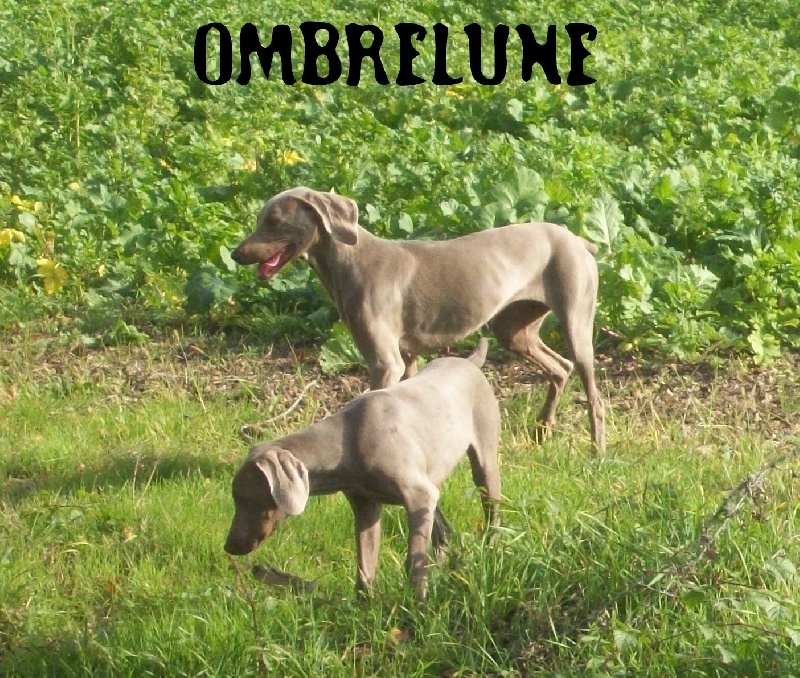 Gimme a bird D' Ombrelune