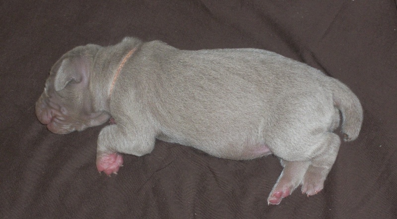 Gimme a bird D' Ombrelune