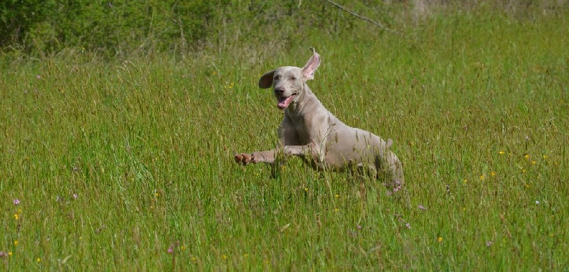 Gimme a bird D' Ombrelune