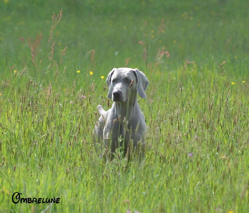 Gimme a bird D' Ombrelune
