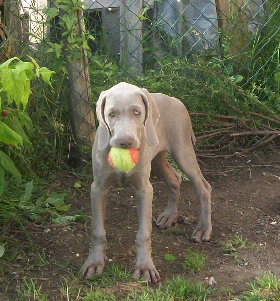 Gimme a bird D' Ombrelune