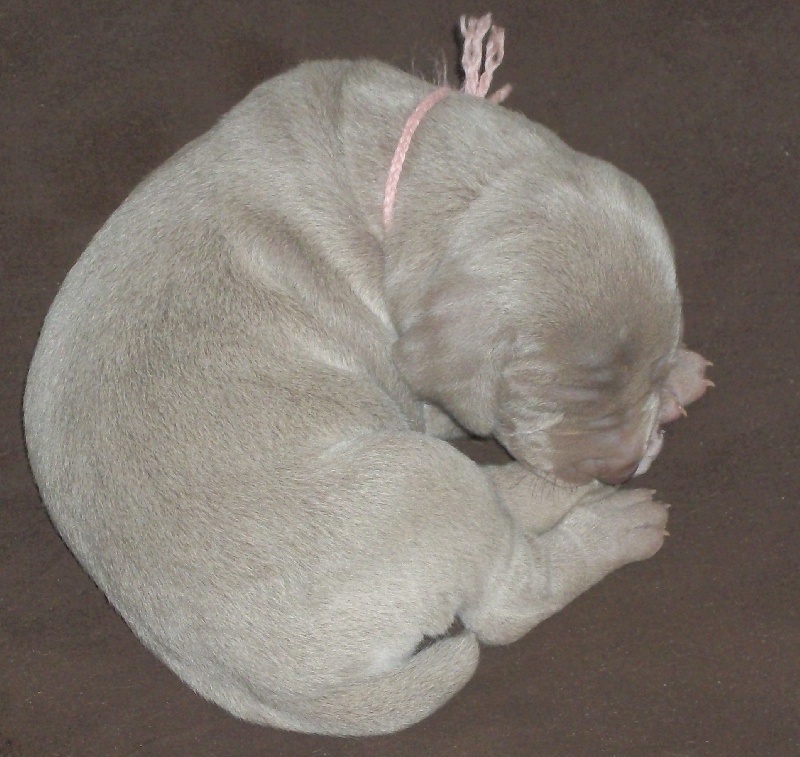 Gimme a bird D' Ombrelune