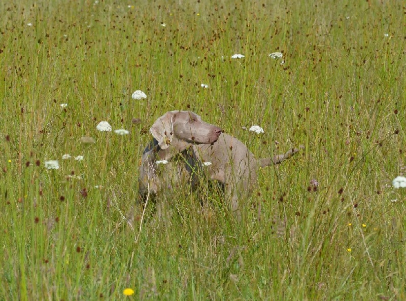 Gimme a bird D' Ombrelune