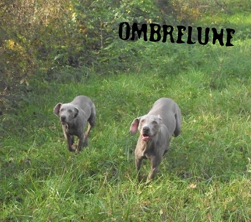 Gimme a bird D' Ombrelune