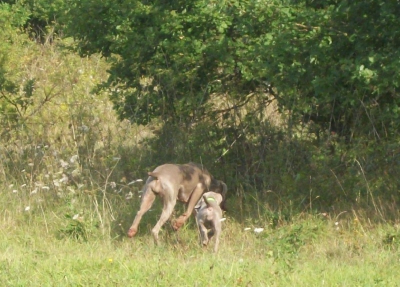 Gimme a bird D' Ombrelune