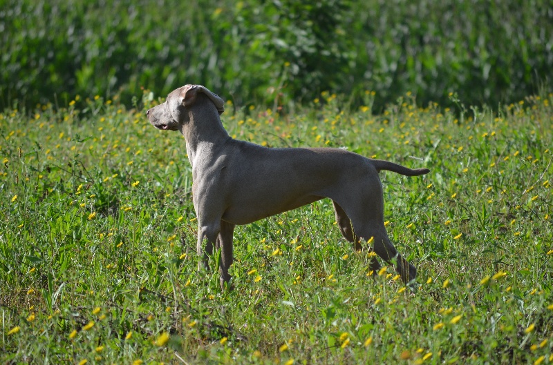 Gimme a bird D' Ombrelune