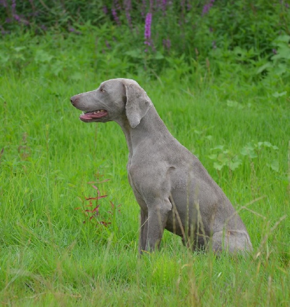 Gimme a bird D' Ombrelune